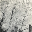 Kaštanová alej v zimě r. 1958